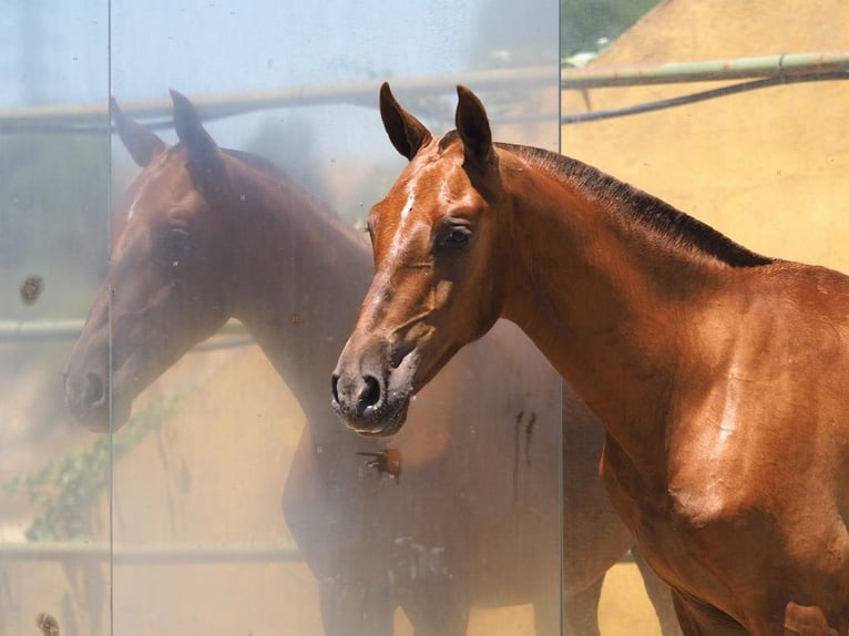 PRE Croisé Étalon 2 Ans 147 cm Alezan in Navas Del Madroño