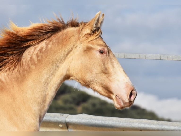 PRE Étalon 2 Ans 150 cm Perle in Provinz Cordoba