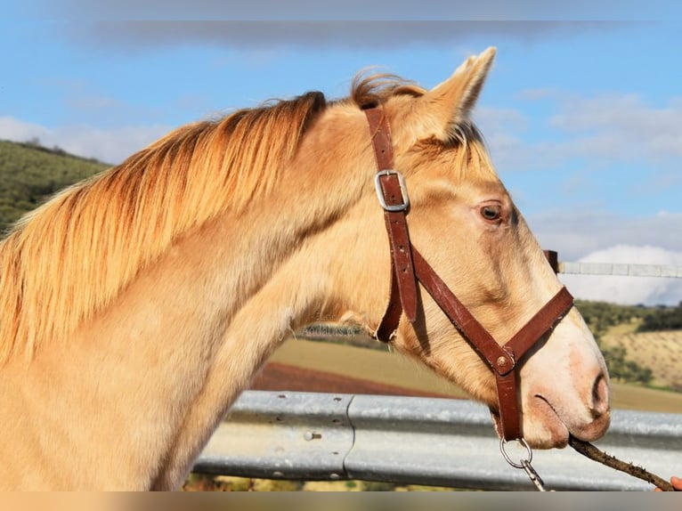 PRE Étalon 2 Ans 150 cm Perle in Provinz Cordoba