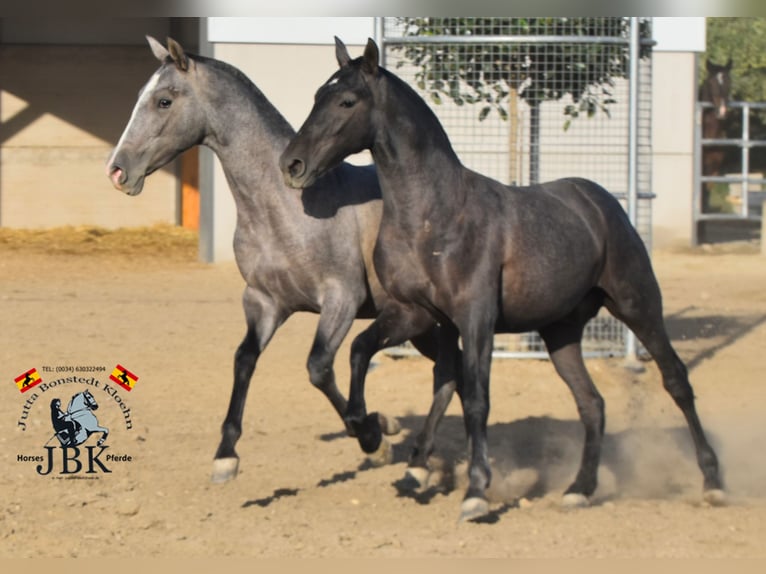 PRE Croisé Étalon 2 Ans 151 cm Gris in Tabernas Almeria