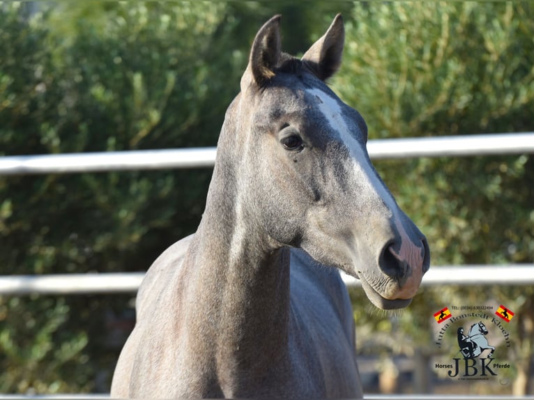 PRE Croisé Étalon 2 Ans 151 cm Gris in Tabernas Almeria