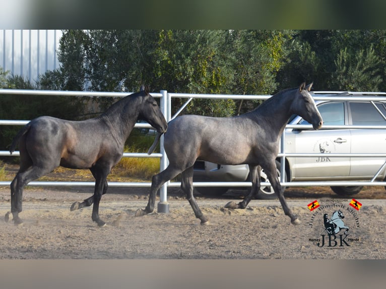 PRE Croisé Étalon 2 Ans 151 cm Gris in Tabernas Almeria