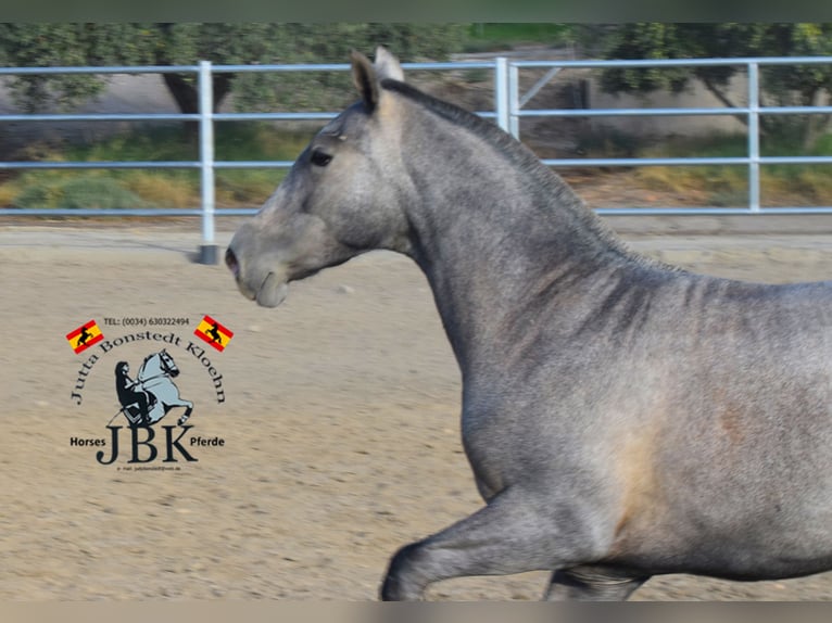 PRE Croisé Étalon 2 Ans 151 cm Gris in Tabernas Almeria