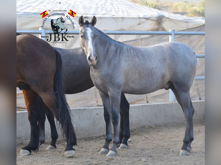 PRE Croisé Étalon 2 Ans 151 cm Gris in Tabernas Almeria