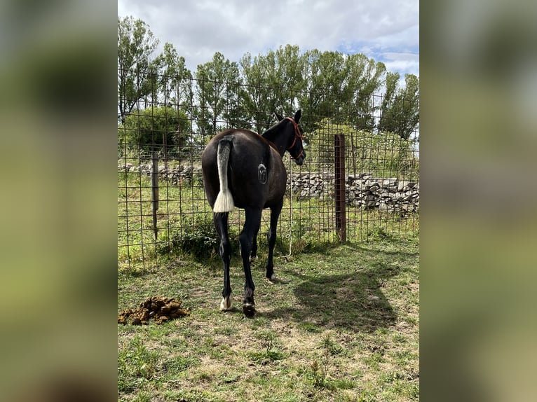 PRE Croisé Étalon 2 Ans 152 cm Gris pommelé in El Barco De Avila