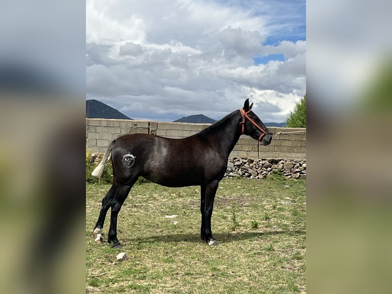 PRE Croisé Étalon 2 Ans 152 cm Gris pommelé in El Barco De Avila