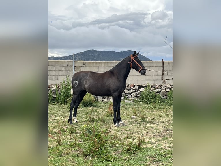 PRE Croisé Étalon 2 Ans 152 cm Gris pommelé in El Barco De Avila