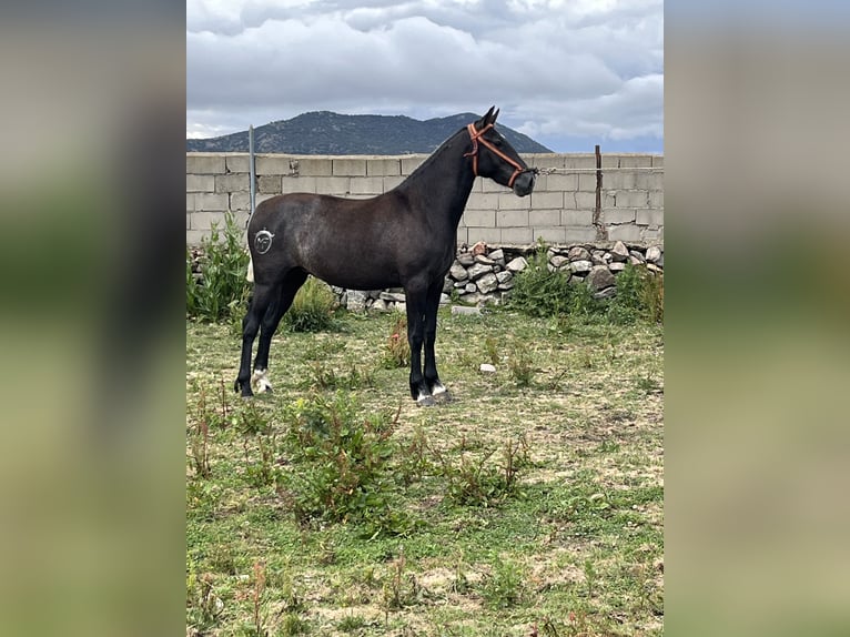 PRE Croisé Étalon 2 Ans 152 cm Gris pommelé in El Barco De Avila