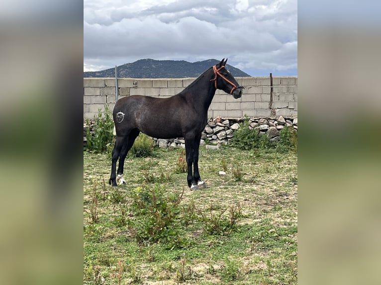 PRE Croisé Étalon 2 Ans 152 cm Gris pommelé in El Barco De Avila