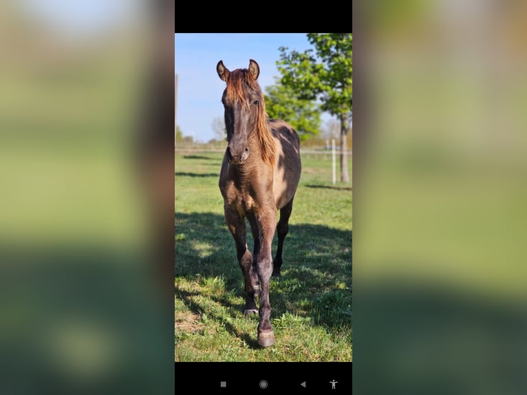 PRE Croisé Étalon 2 Ans 152 cm Noir in Thyrow