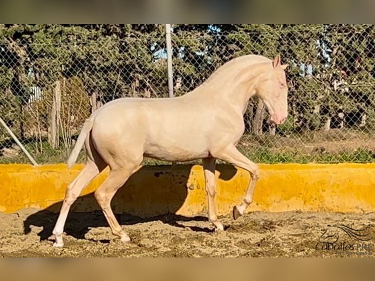 PRE Étalon 2 Ans 153 cm Cremello in Barcelona