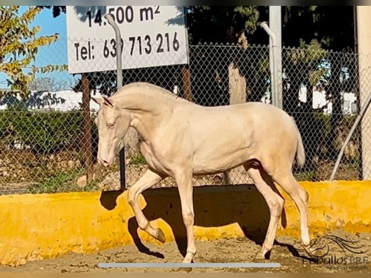 PRE Étalon 2 Ans 153 cm Cremello in Barcelona