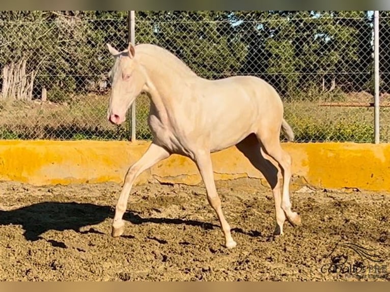 PRE Étalon 2 Ans 153 cm Cremello in Barcelona