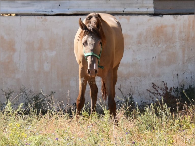 PRE Étalon 2 Ans 153 cm Perle in Provinz Malaga