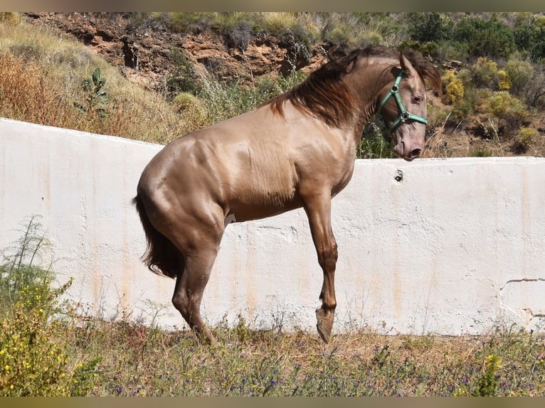 PRE Étalon 2 Ans 153 cm Perle in Provinz Malaga