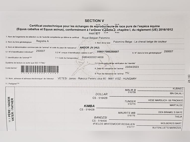 PRE Croisé Étalon 2 Ans 153 cm Perlino in Visz