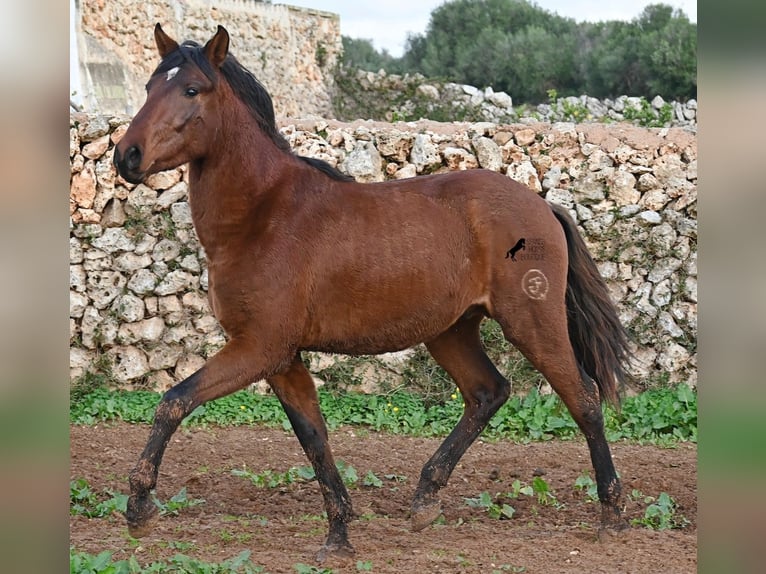 PRE Croisé Étalon 2 Ans 154 cm Bai in Menorca