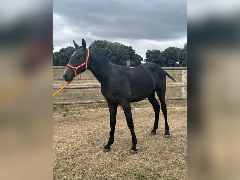 PRE Étalon 2 Ans 154 cm Gris in La Fuente De San Esteban