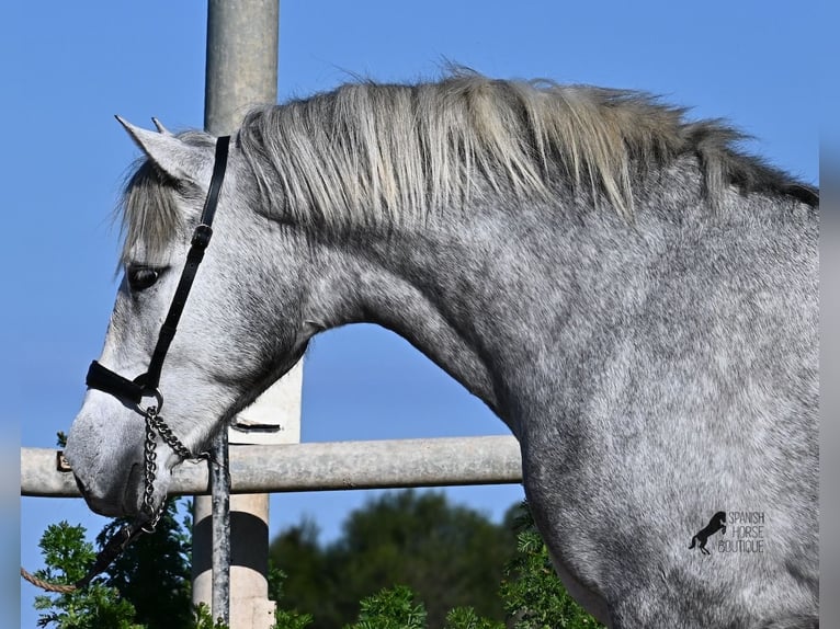 PRE Étalon 2 Ans 154 cm Gris in Menorca