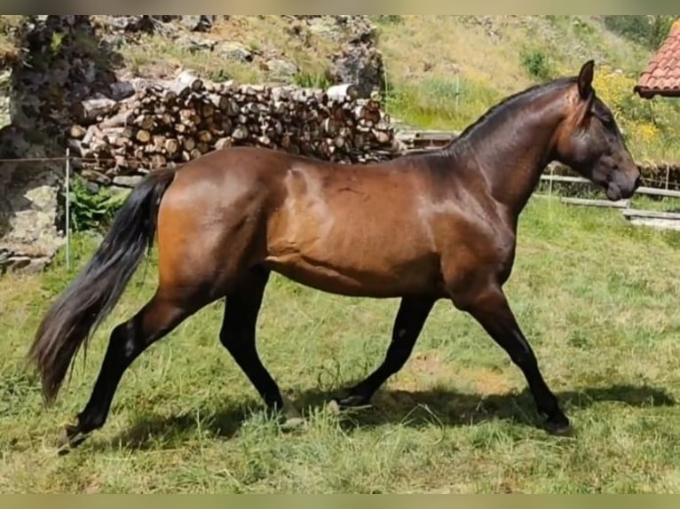 PRE Étalon 2 Ans 155 cm Bai brun foncé in Cillorigo de Liebana