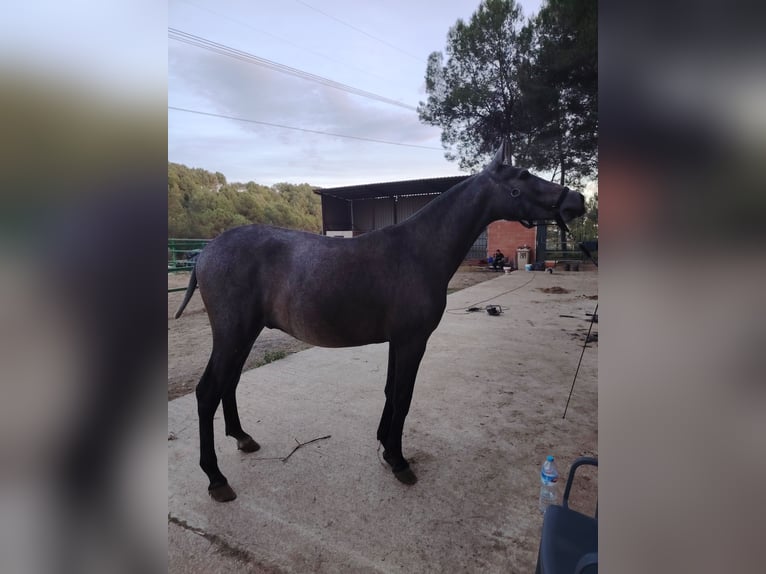 PRE Croisé Étalon 2 Ans 155 cm Gris in Barcelona