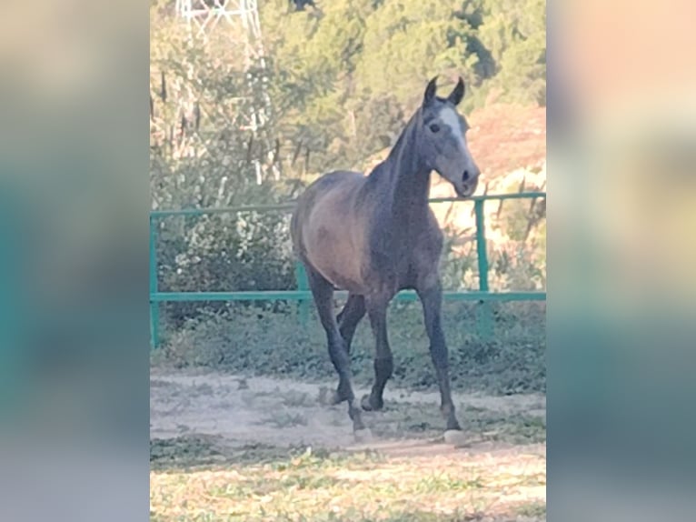 PRE Croisé Étalon 2 Ans 155 cm Gris in Barcelona