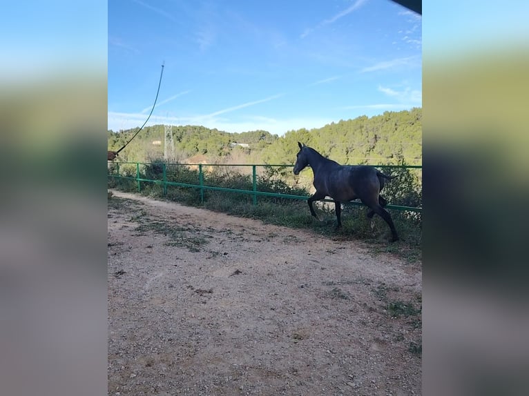 PRE Croisé Étalon 2 Ans 155 cm Gris in Barcelona