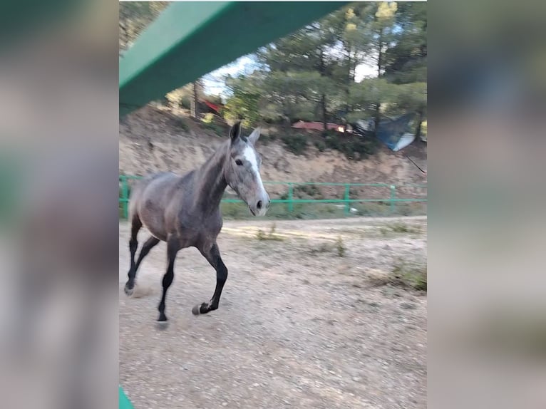 PRE Croisé Étalon 2 Ans 155 cm Gris in Barcelona