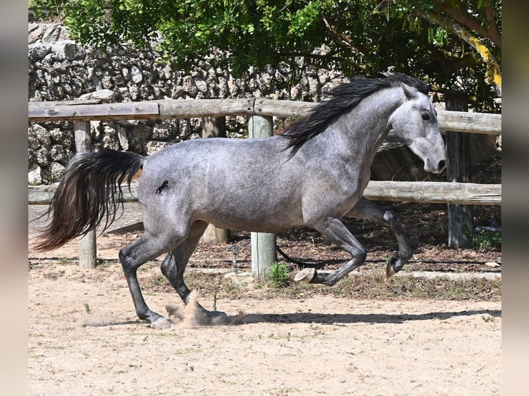 PRE Croisé Étalon 2 Ans 155 cm Gris in Menorca