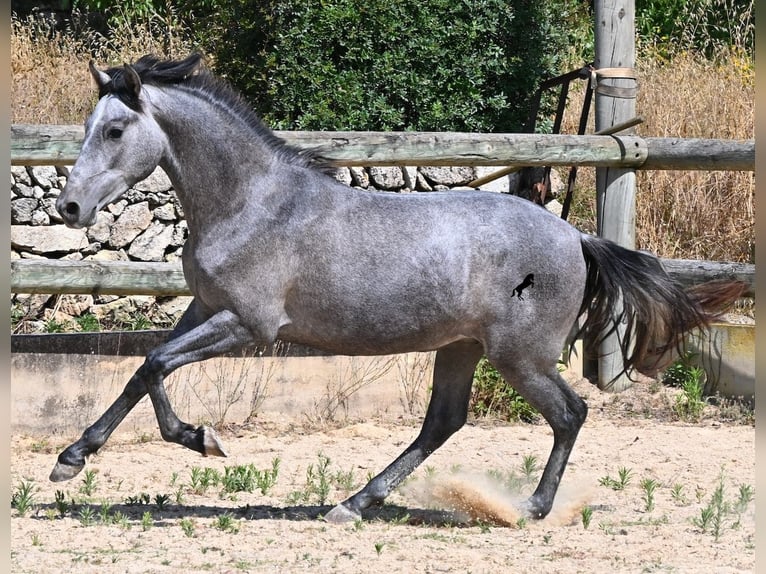 PRE Croisé Étalon 2 Ans 155 cm Gris in Menorca