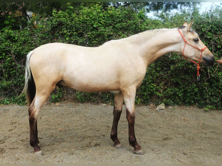 PRE Croisé Étalon 2 Ans 155 cm Isabelle in Pedret i Marzá Cataluña