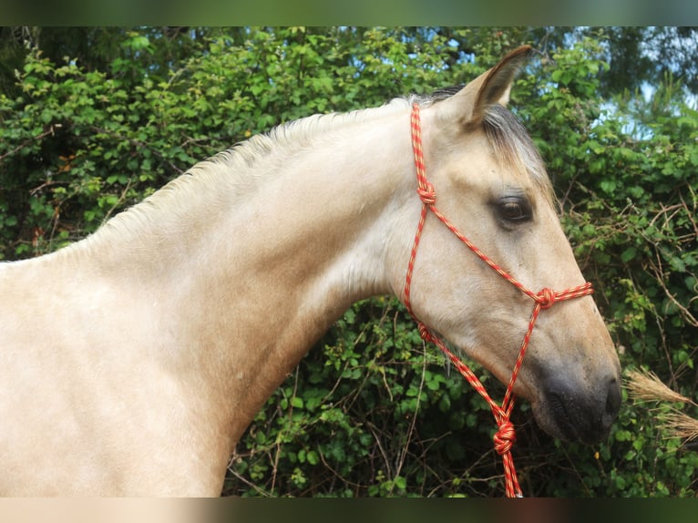 PRE Croisé Étalon 2 Ans 155 cm Isabelle in Pedret i Marzá Cataluña