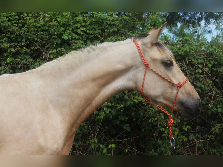 PRE Croisé Étalon 2 Ans 155 cm Isabelle in Pedret i Marzá Cataluña