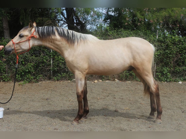 PRE Croisé Étalon 2 Ans 155 cm Isabelle in Pedret i Marzá Girona