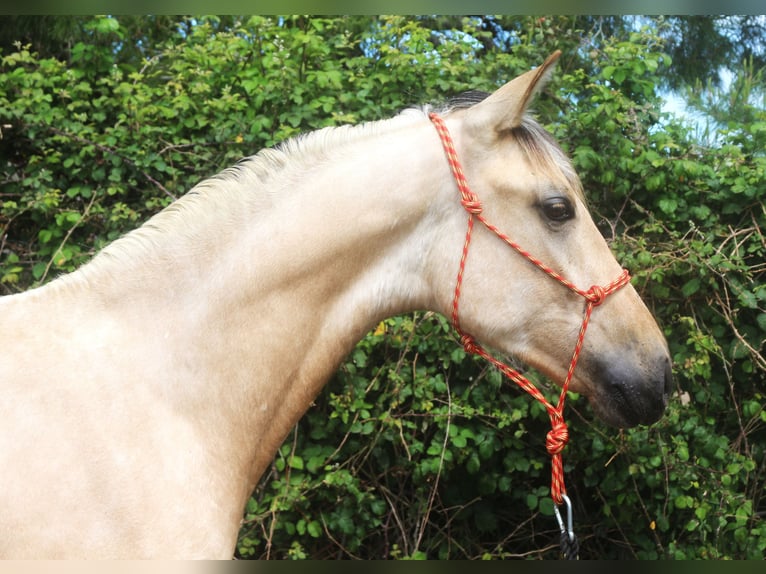 PRE Croisé Étalon 2 Ans 155 cm Isabelle in Pedret i Marzá Girona