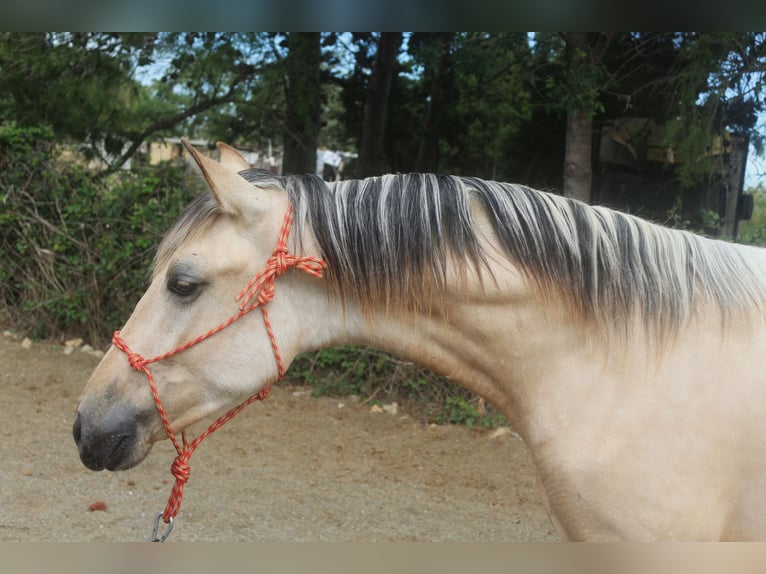 PRE Croisé Étalon 2 Ans 155 cm Isabelle in Pedret i Marzá Girona