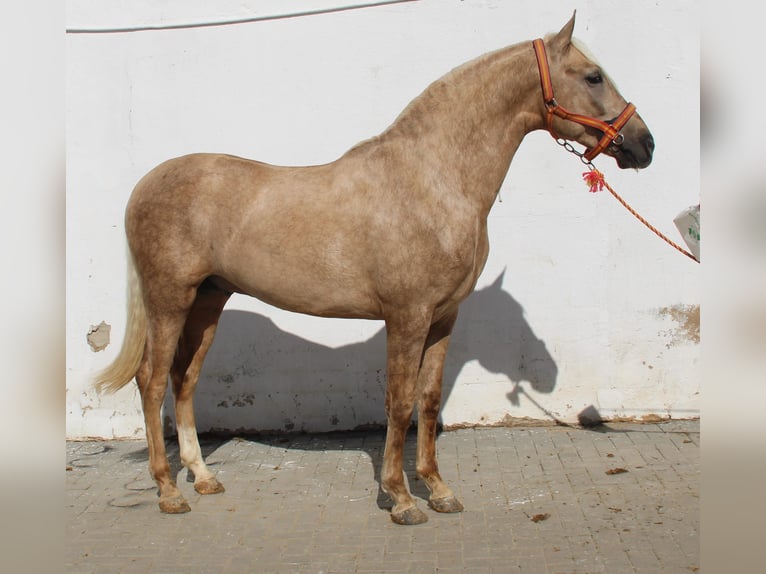 PRE Croisé Étalon 2 Ans 155 cm Palomino in Vejer de la Frontera