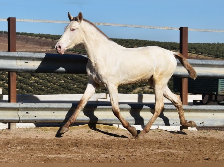 PRE Étalon 2 Ans 155 cm Perle in Miralvalles