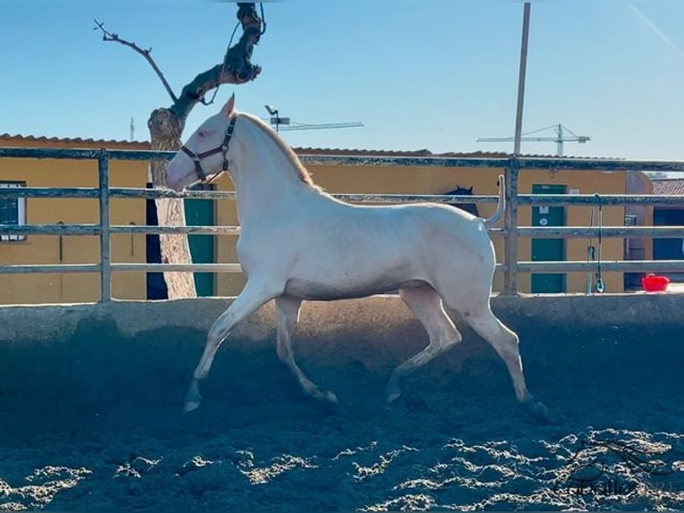 PRE Étalon 2 Ans 155 cm Perlino in Barcelona