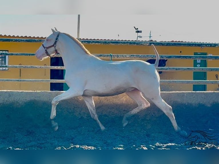 PRE Étalon 2 Ans 155 cm Perlino in Barcelona