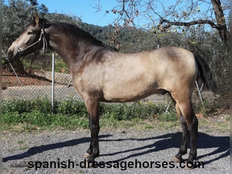 PRE Croisé Étalon 2 Ans 156 cm Buckskin in Barcelona