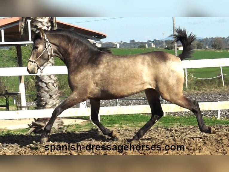 PRE Croisé Étalon 2 Ans 156 cm Buckskin in Barcelona