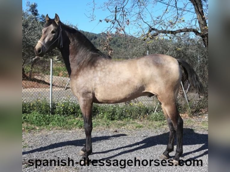 PRE Croisé Étalon 2 Ans 156 cm Buckskin in Barcelona