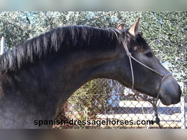 PRE Croisé Étalon 2 Ans 156 cm Buckskin in Barcelona