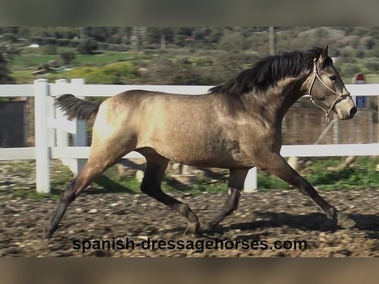 PRE Croisé Étalon 2 Ans 156 cm Buckskin in Barcelona