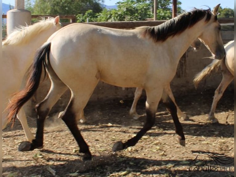 PRE Étalon 2 Ans 156 cm Buckskin in Alicante