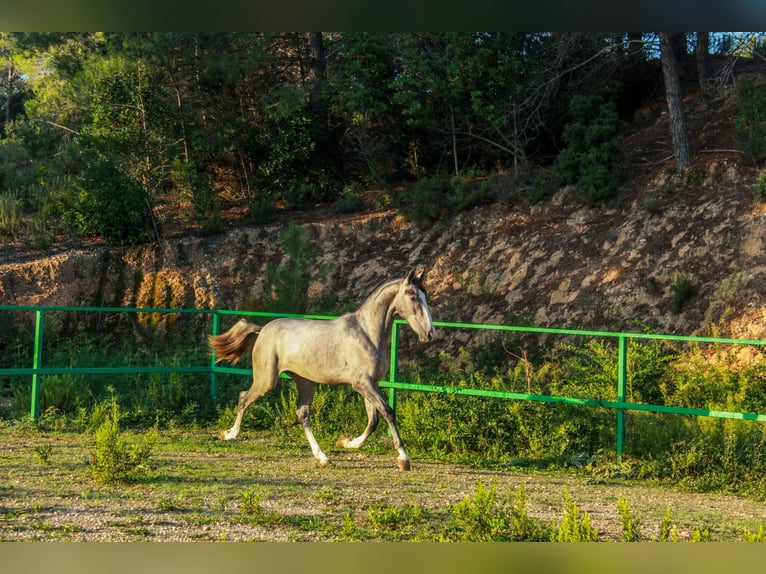 PRE Croisé Étalon 2 Ans 156 cm Gris in Terrassa