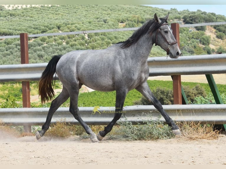 PRE Étalon 2 Ans 156 cm Gris in Provinz Cordoba