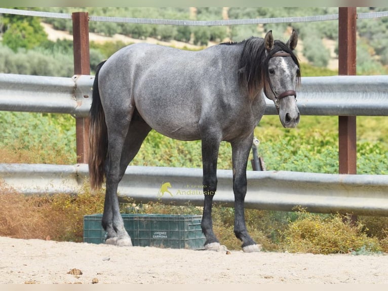 PRE Étalon 2 Ans 156 cm Gris in Provinz Cordoba