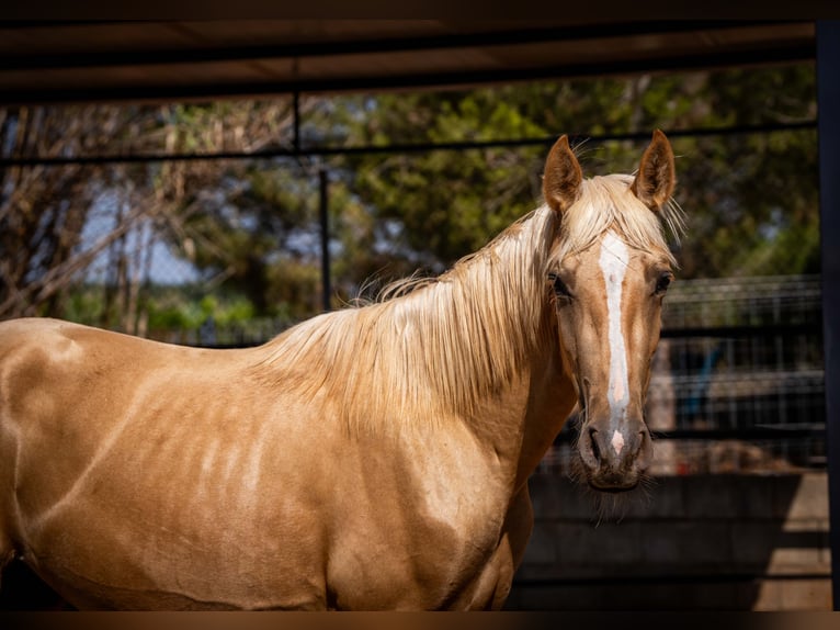 PRE Étalon 2 Ans 156 cm Palomino in Rafelguaraf